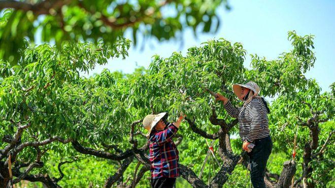 “疏果”是桃农一年中最忙碌的时节