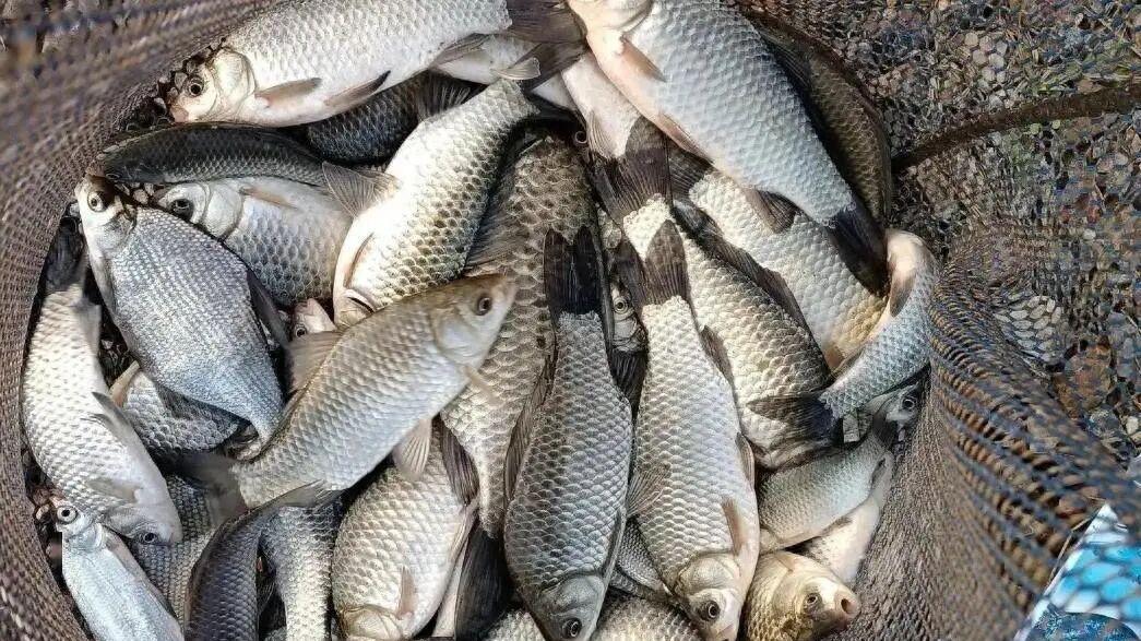 “大鱼人吃，小鱼喂猫，辛苦钓来我凭啥放？”，该不该劝钓友放生？