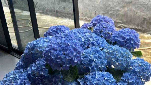 养绣球就选它——花球比脸还大，自带蓝色基因，新老枝都能开花！