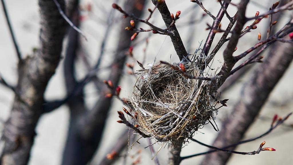 高三学生请求“拆除鸟巢”！校长回应：与来自春天的不违共处