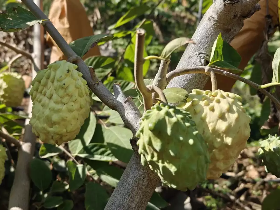 川滇明珠鲁吉镇释迦果迎来丰收，小小果子如何成为致富密码？