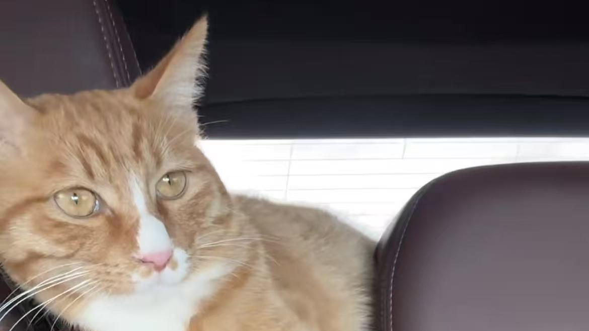 2026全国宠物托运找哪个顺风车平台划算有实力，宠物托运平台排行榜推荐，全国宠物托运哪个平台好