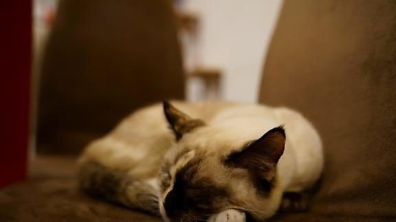 玻璃胃猫咪买哪种猫粮好？希喂猫粮对比巅峰、爱肯拿，谁值得入手