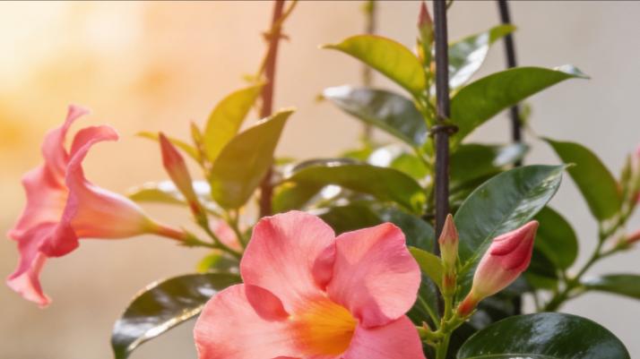 飘香藤只长叶不开花？老花农教你3招“虐”出花瀑布