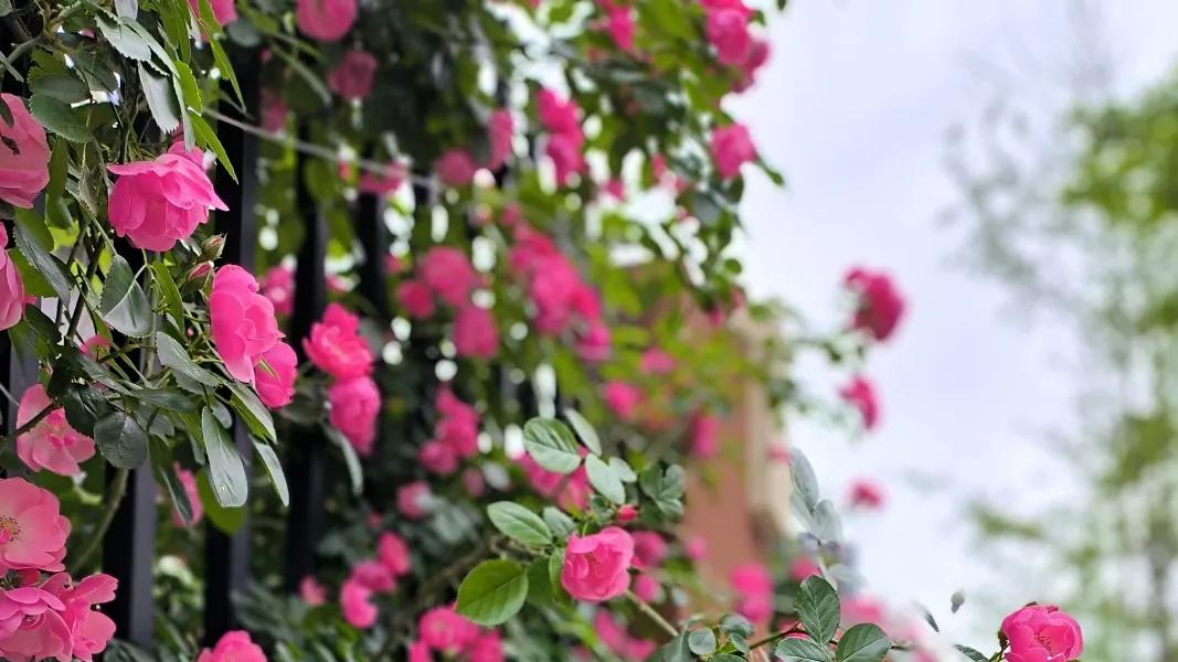拍“花墙”走“花路”，邂逅邛崃春日浪漫