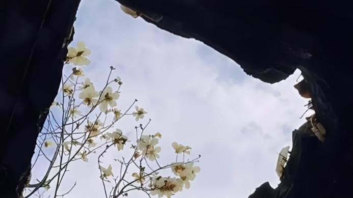实拍苏州姑苏4A级景区狮子林，江南韵味之地！