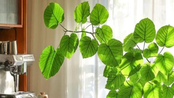 让房间长出性格：比绿萝更会讲故事的植物