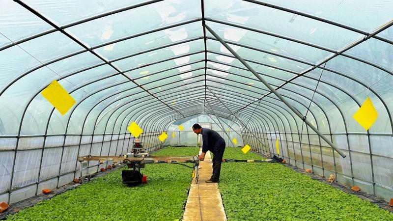 育苗棚里藏“智慧”，科技赋能助振兴