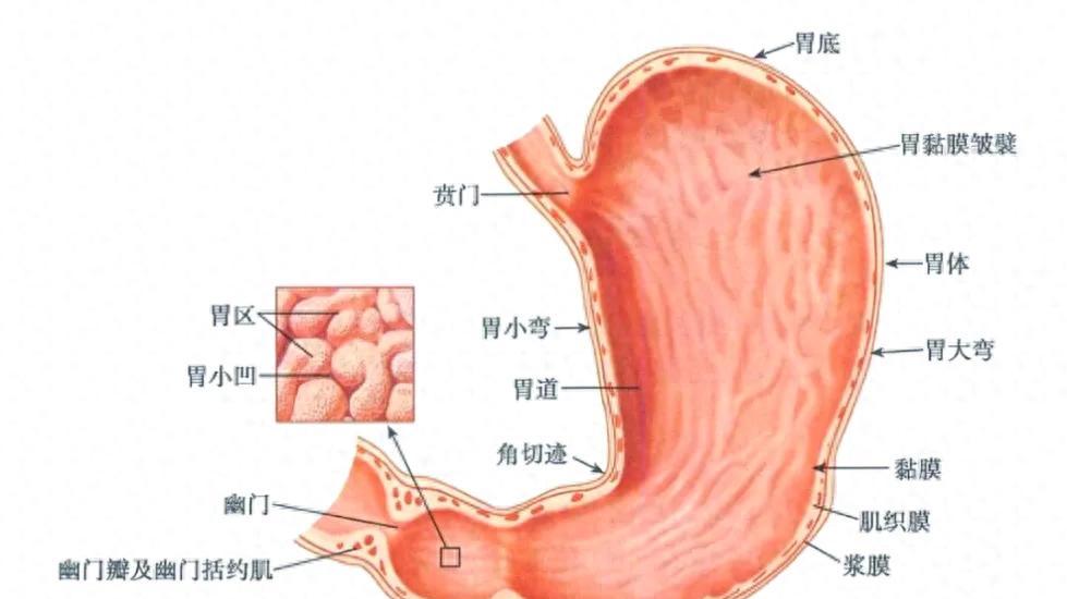 中医“泻心”不泻心：一张古方背后的脾胃调和之道