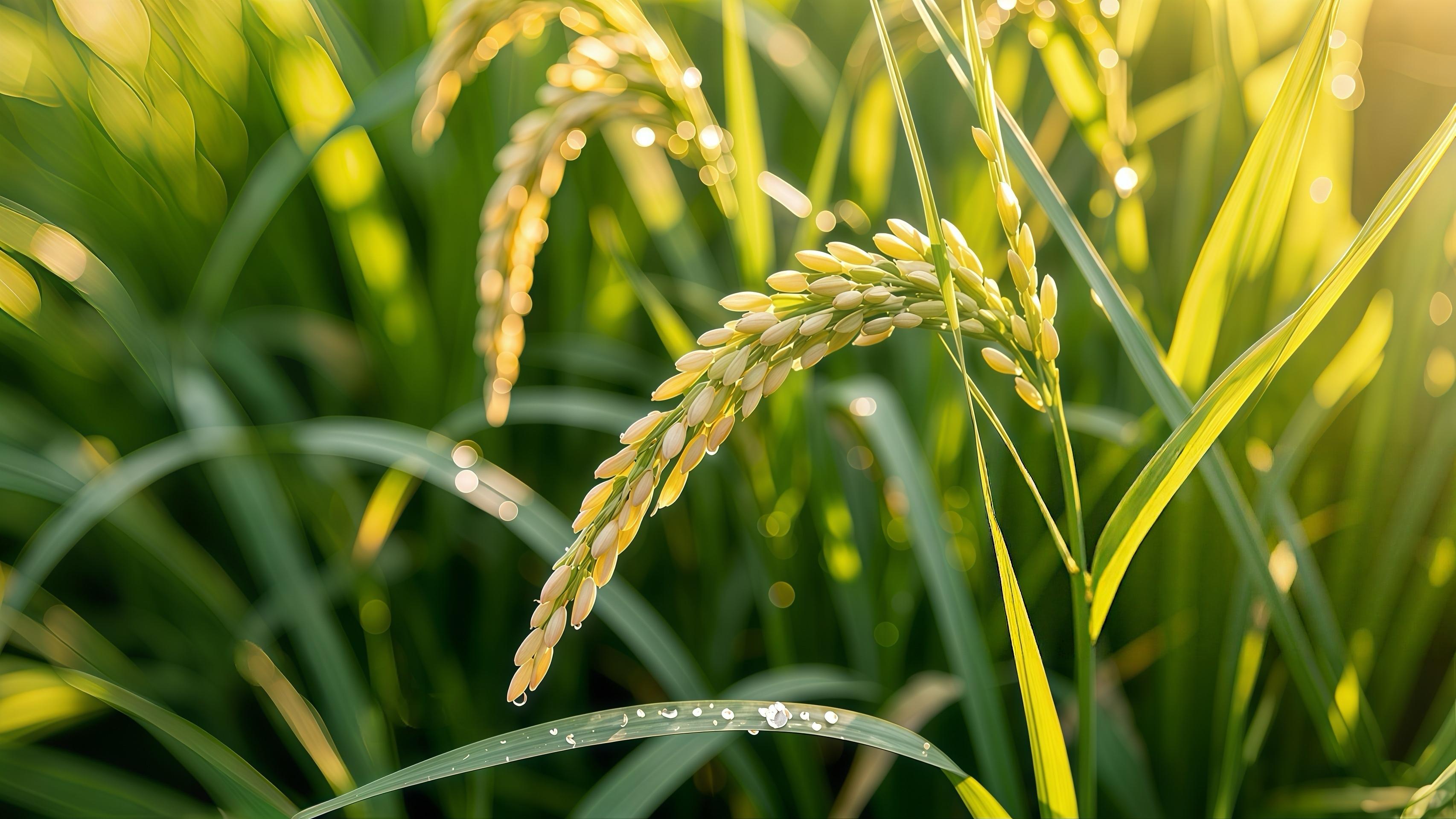 越是高调“宣告胜利”，越显得底气不足