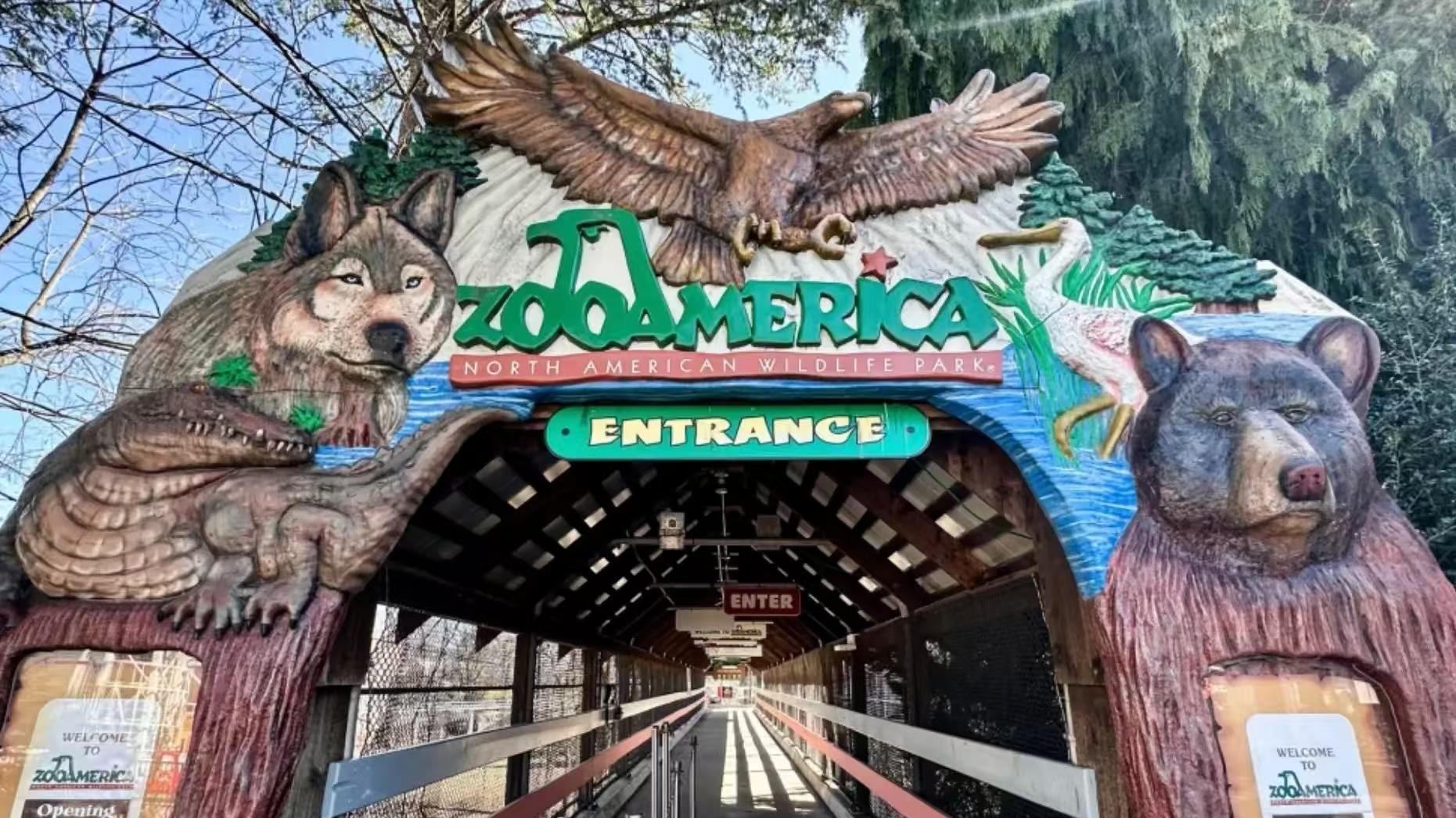 家长刷手机疏于看管，美国动物园18月龄幼童手入狼口险酿祸