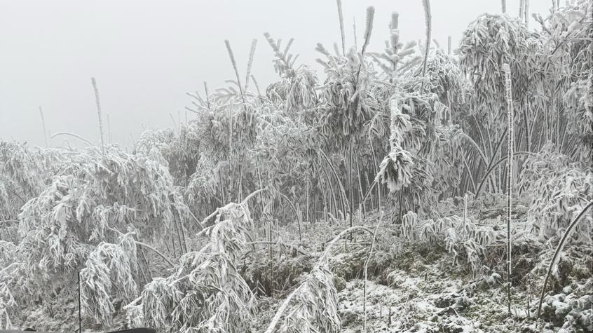 南川金佛山的雪域之旅