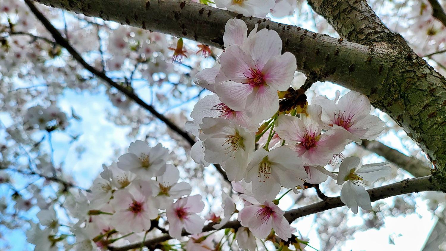 春日的南京珍珠河樱花盛放 粉云垂岸 花枝轻拂水面