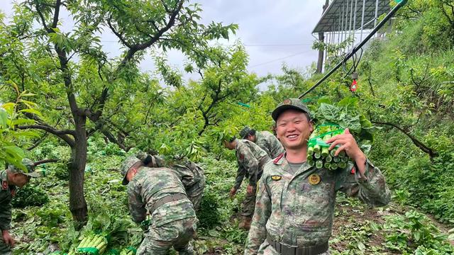 四川茂县民兵引领高山莴笋产业升级——高原上的“绿色保卫战”
