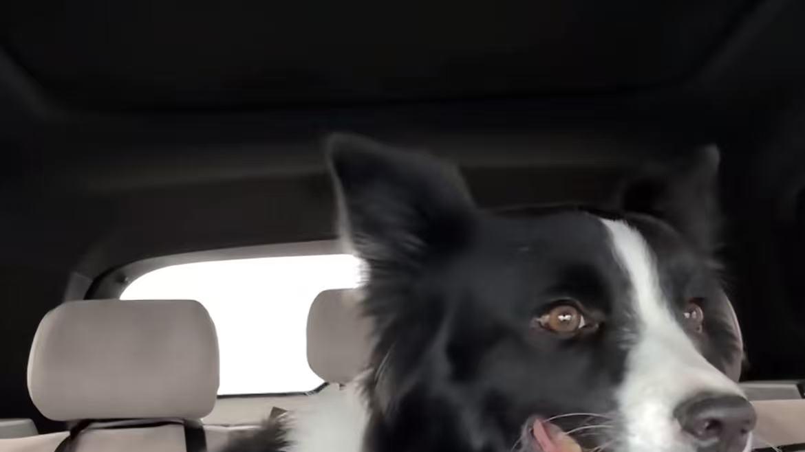 2026全国宠物托运如何找顺风车便宜靠谱？宠物托运平台排行榜推荐，全国宠物托运哪个平台好？