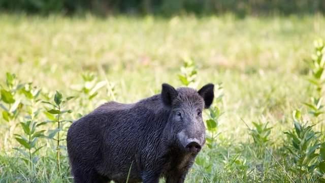 如果我是一头野猪