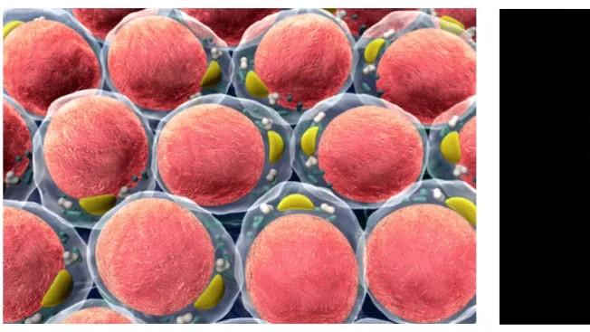 基于3D细胞模型的类器官构建与应用研究进展