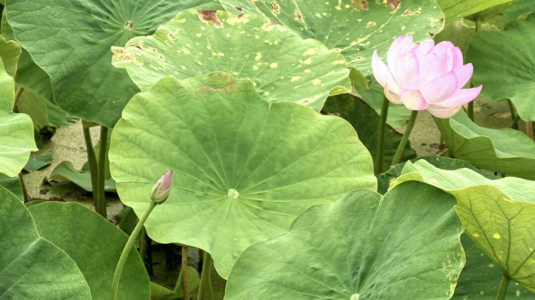 粉白相间缀满绿意，鸣翠湖的荷花一开，银川的夏天就有了温柔的解药