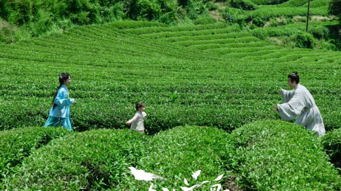 开拓者栏目《玉茗茶骨》茶香中的权谋与深情