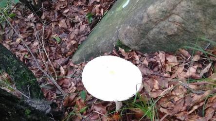 警惕！5岁男童吃爷奶采的野生蘑菇，半天重度肝衰竭进ICU