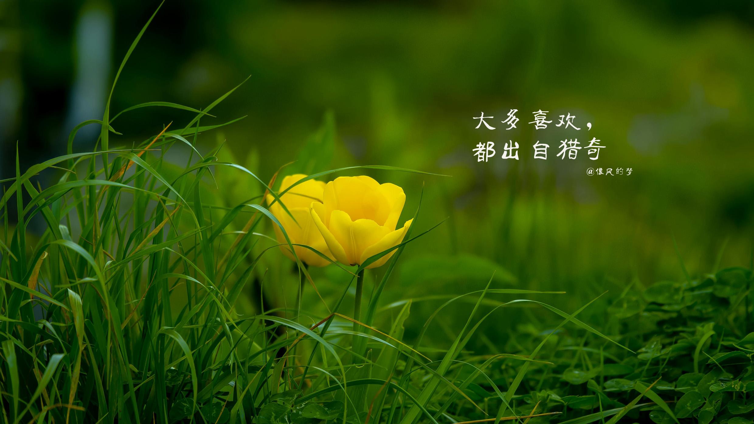 你的影子在镜中，水中，历史中，不在别人眼中，口中，心目中