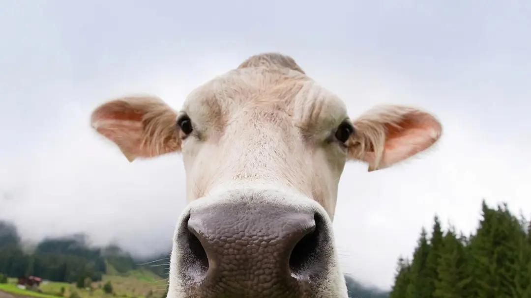 一文读懂为什么狗可以当伴侣动物而牛不行