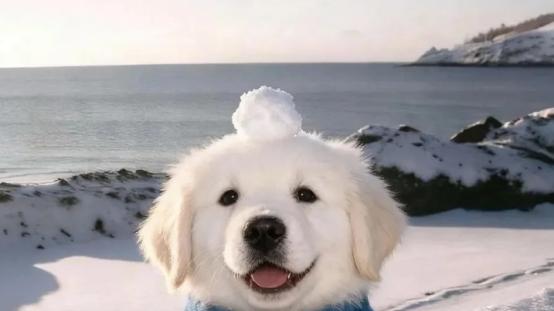 狗罐头排名前十品牌是什么？良心狗罐头排名，帮你的狗狗选选看