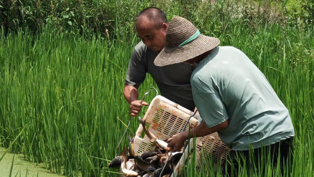 鱼少别赖钓鱼佬！真正的大毁灭族群杀伤，从我们插秧那天就开始了