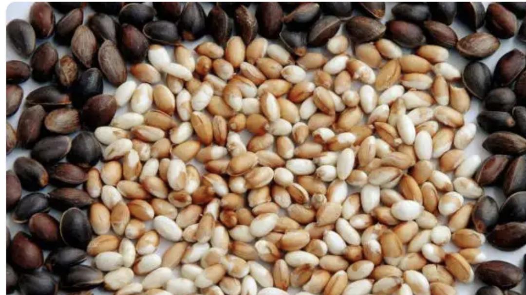 川滇明珠：藏在川滇群山里的生态珍味，一颗籽的富民传奇