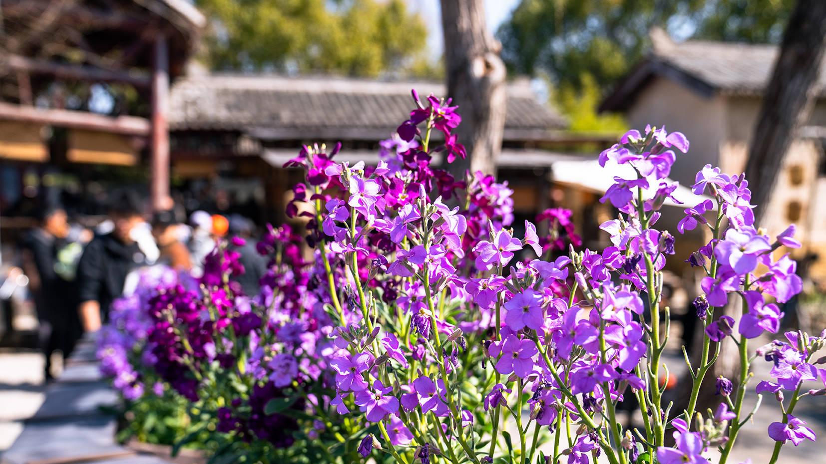 正月未过繁花已开！宁波凭郁金香、油菜花海，惊艳整个浙江早春