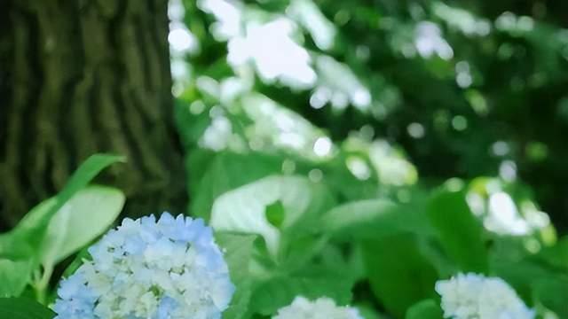初夏如少年