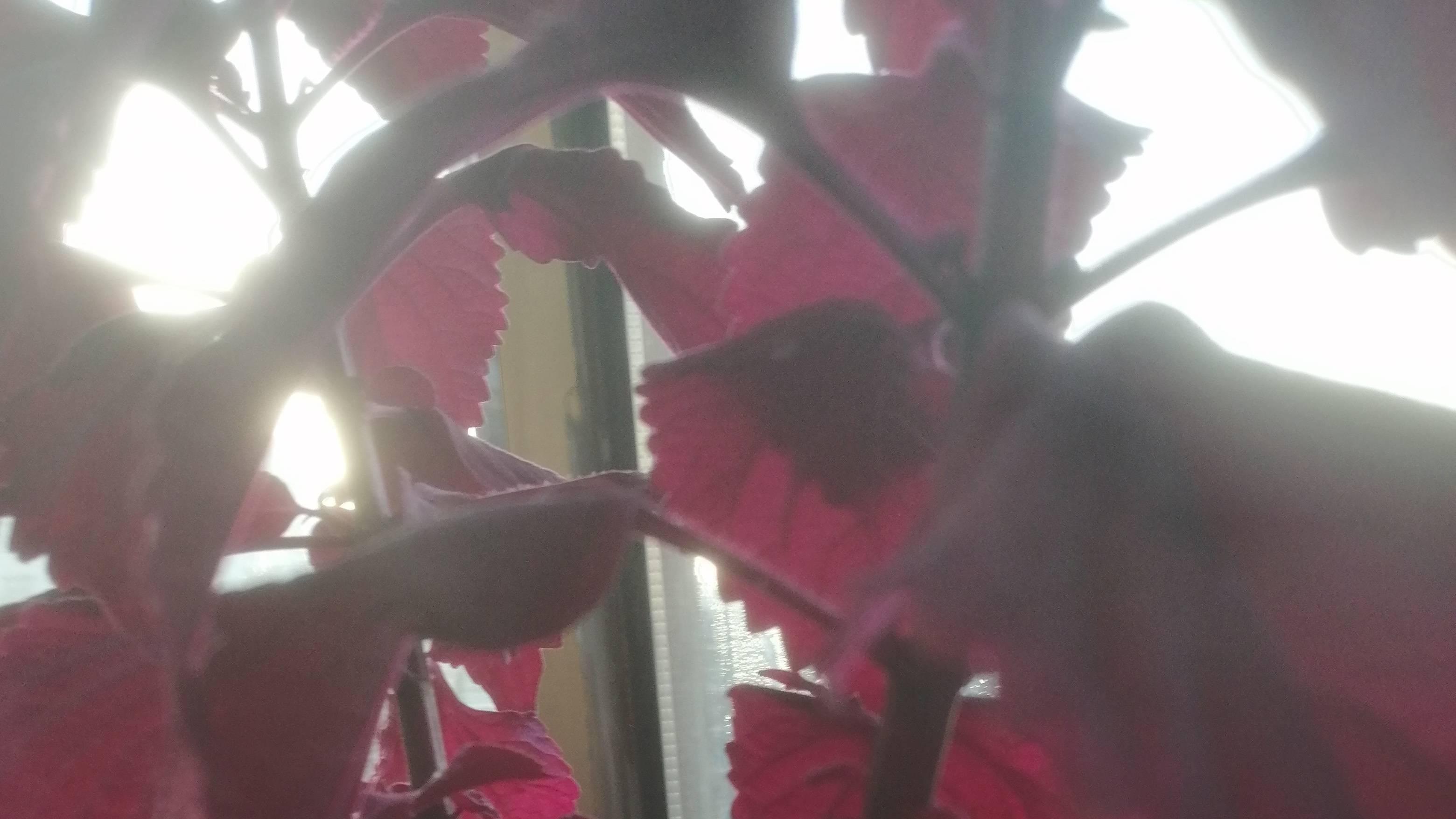 冬天的绿红色，那是一抹别样的风情呀