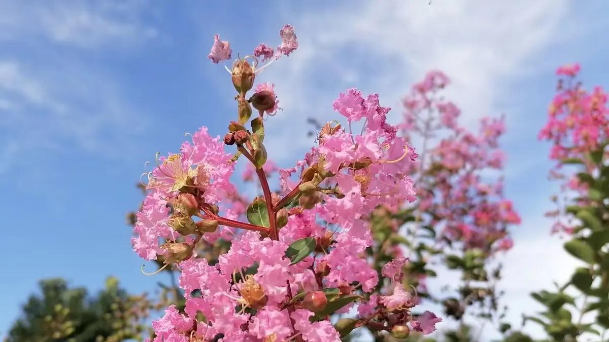 花儿谢了不必欷，还有果实呢