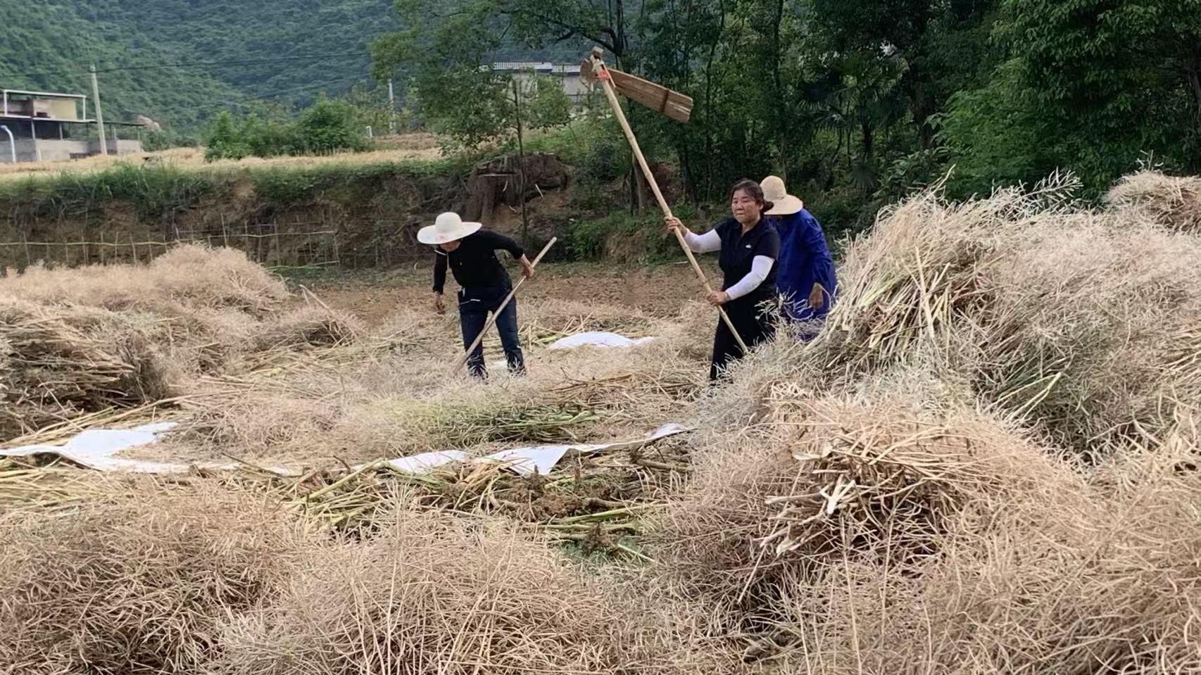 黄颡口镇：抢抓晴好天气收割油菜