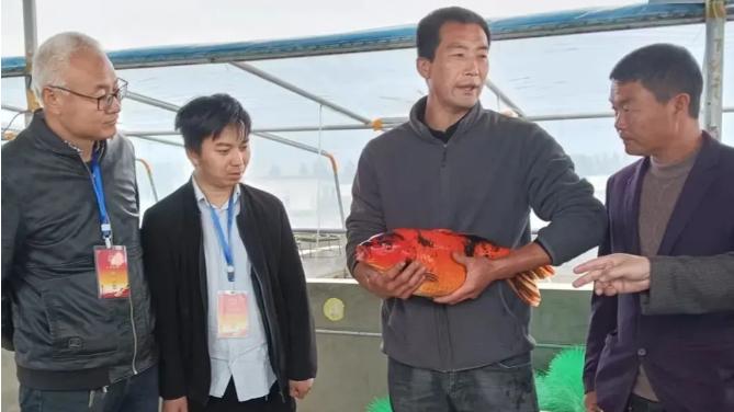 邓州市穰东镇：“网红”锦鲤游出千万产业 直播赋能双业起飞