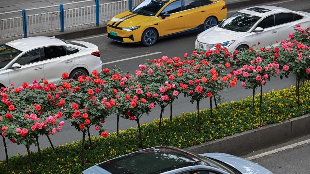 去重庆走“花路”！