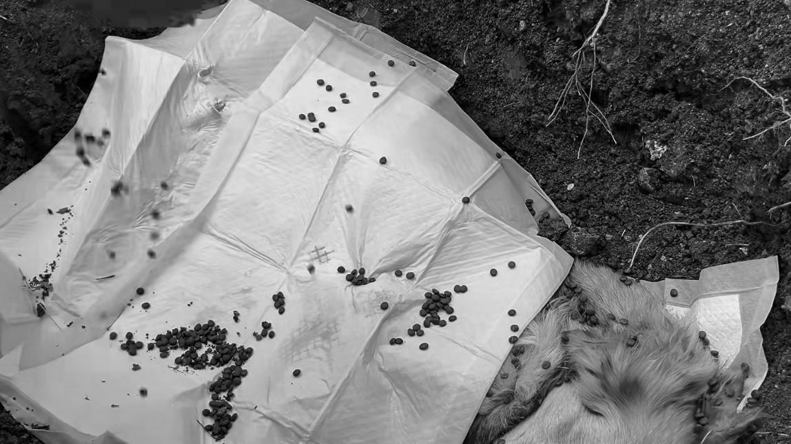 金毛患病，被狗主人误以为是犬瘟，直接扔掉，真是太丧良心了