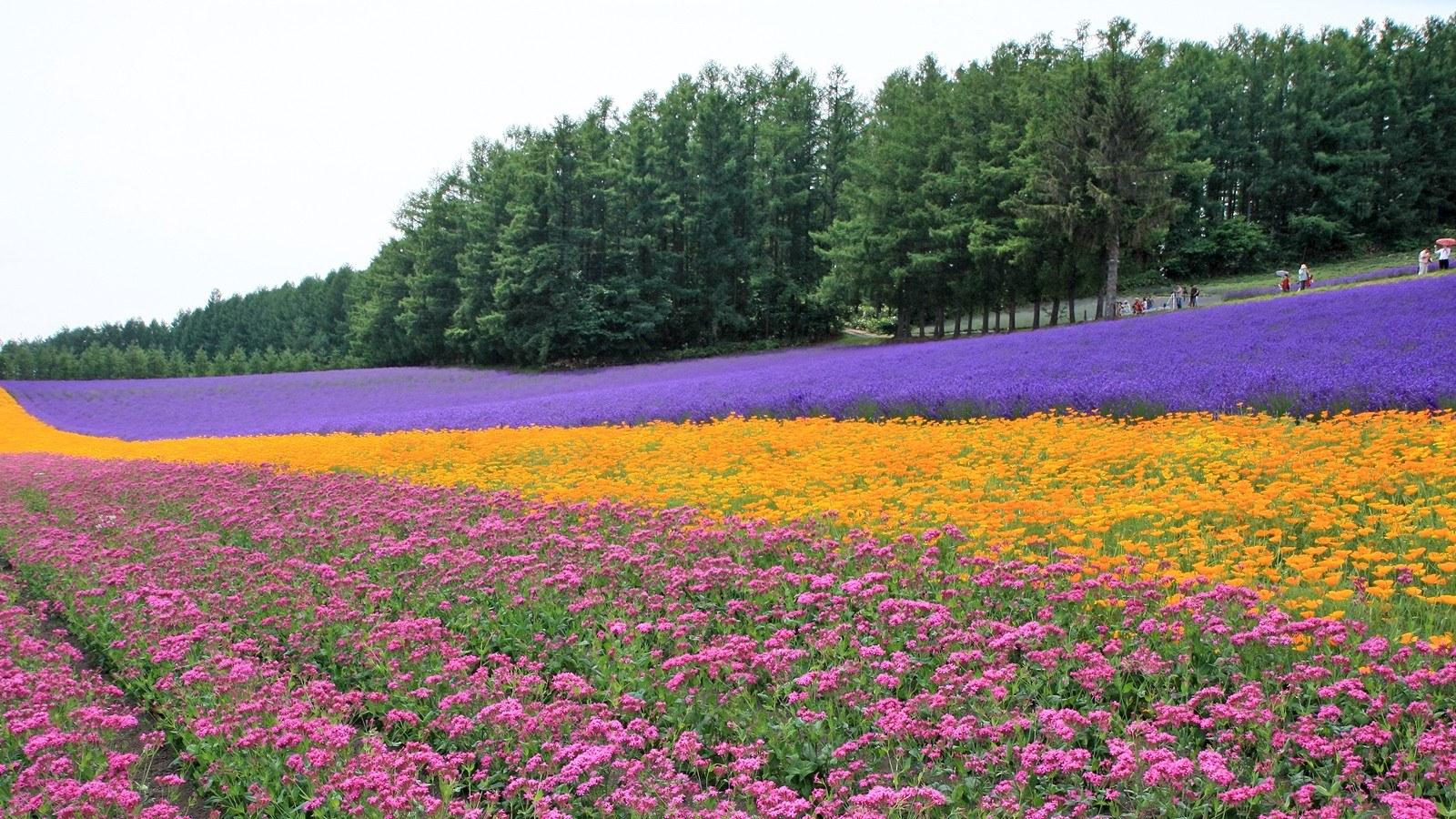 四柱八字命理千年飚发