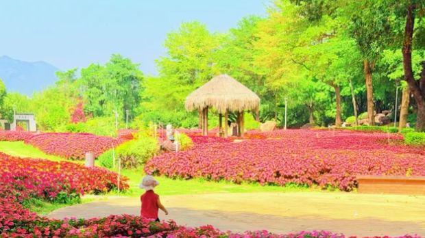 杏林阁登高，月光环映水，藏在集美湾的园林诗行