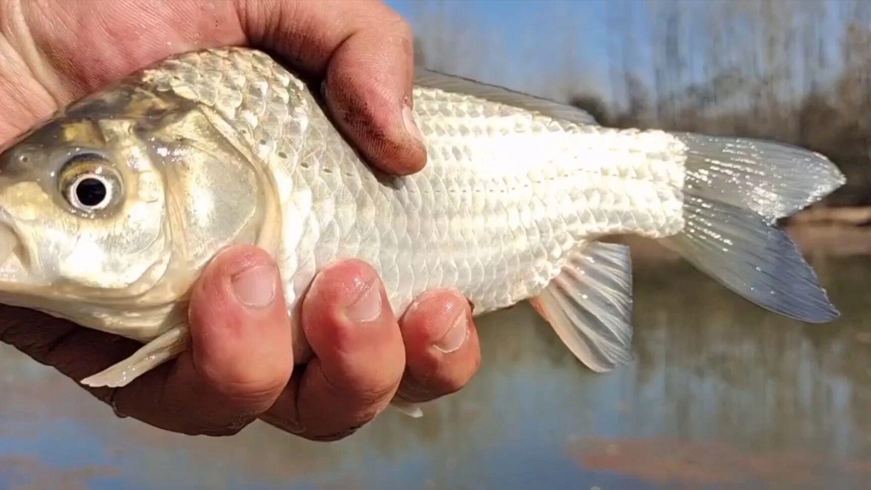 从凡境到钓圣：为何姜太公“直钩”钓天下，仍不达钓圣之境？