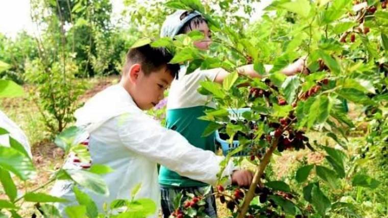周末带娃跟「三六六社会实践」去太湖边！喂蚕缫丝+桑葚采摘，解锁江南慢生活
