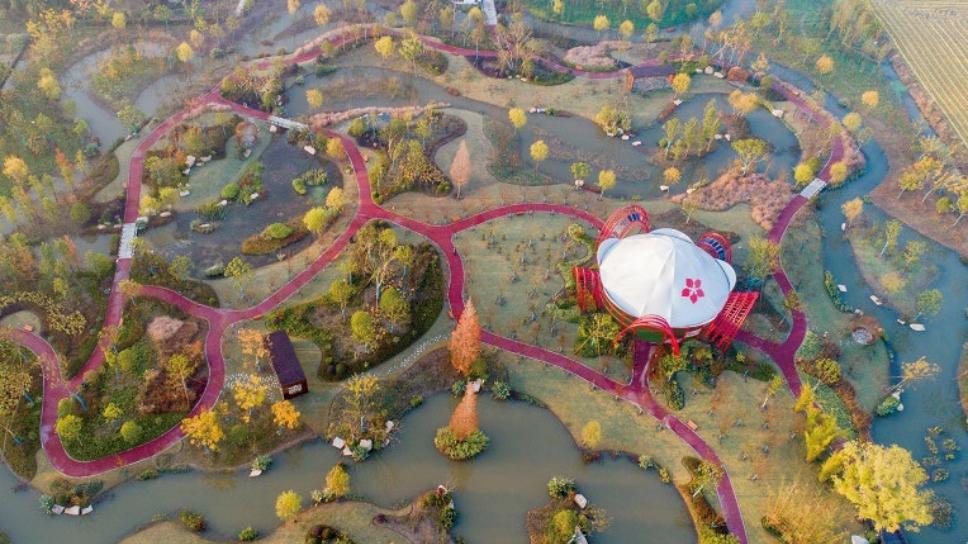 崇明玉海棠景区：十里海棠开，田园入画来