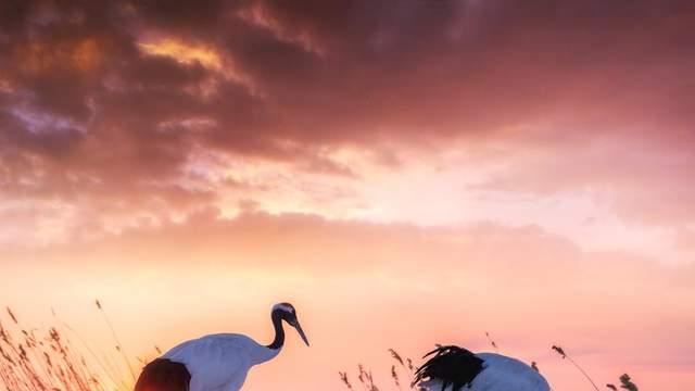 如果我是一只鹤