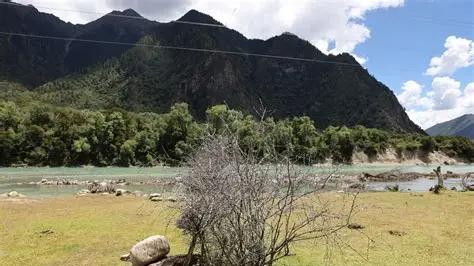 《生命树》剧组历经七年艰辛创作，演员杨紫、胡歌受聘为“青海生态文化传播大使”，如何以艺术之力守护绿水