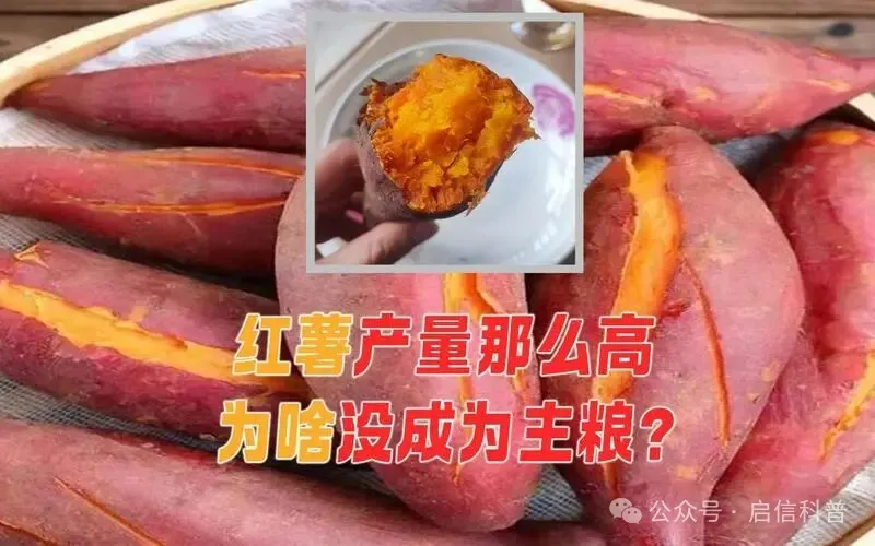 你知道红薯量产那么高，为什么不能成为我国第五大主粮？