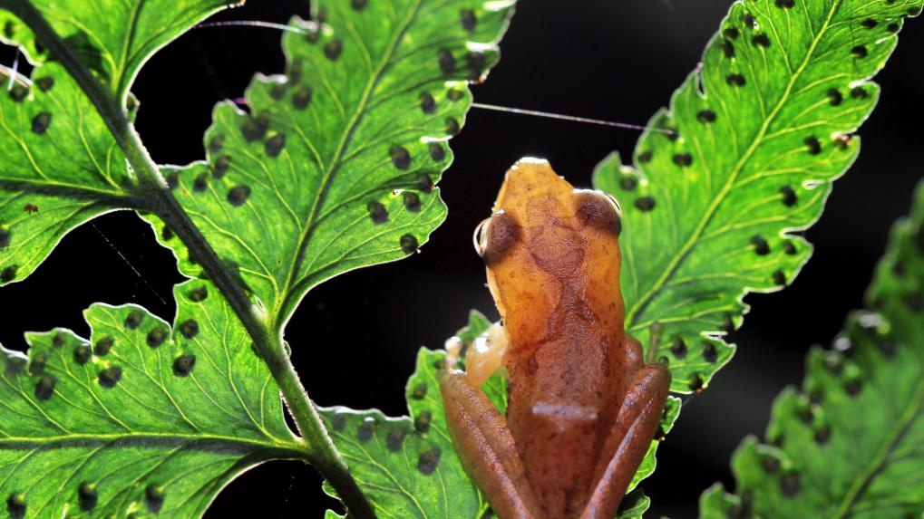 【原创】死于山火中的树蛙