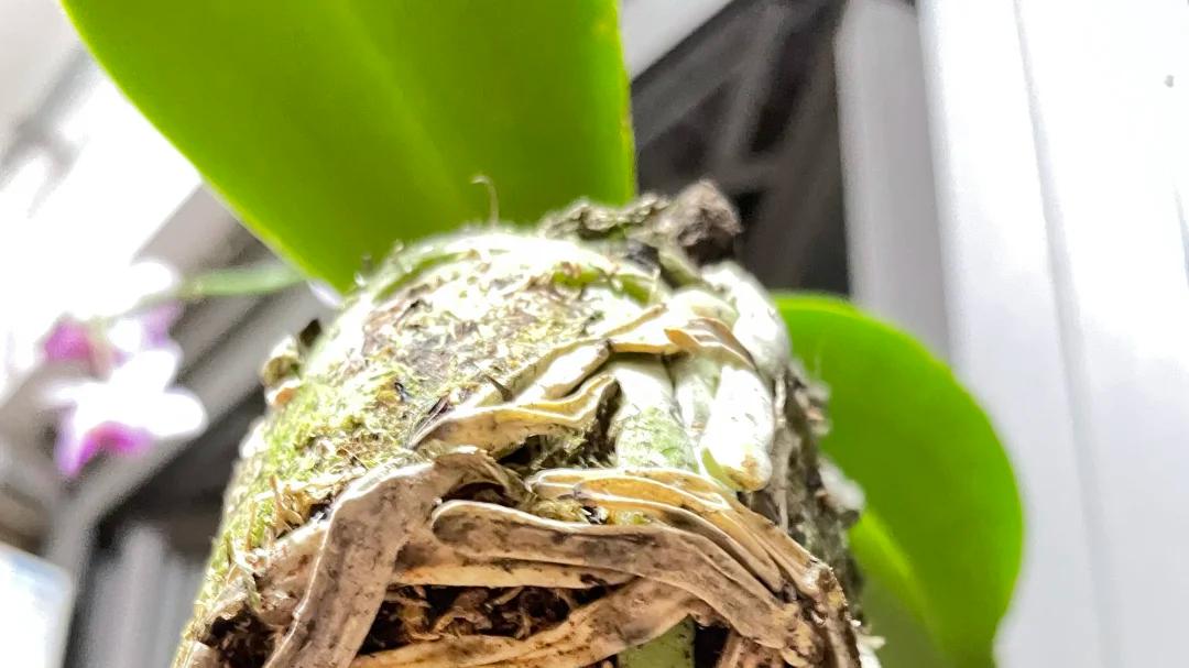 千万别直接换盆！看到这几种根必须修剪，不然服盆慢还烂