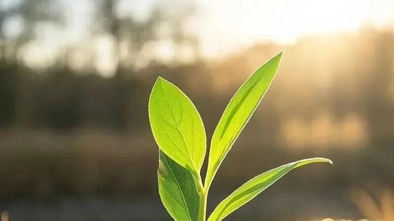 【参同契·第六讲】被误读两千年的《屯》卦：为什么它是你打坐修行的第一步？