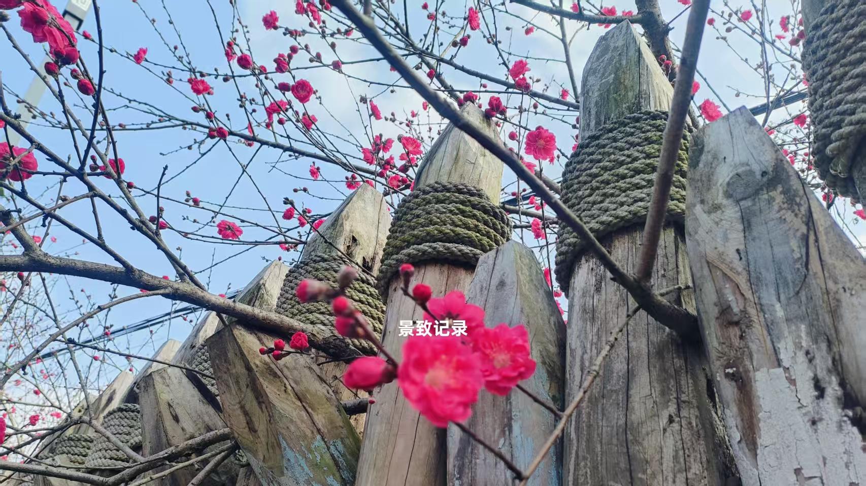 景致记录：美国的法国人古村，爱流浪的店主，与恨透漂泊的店主妻