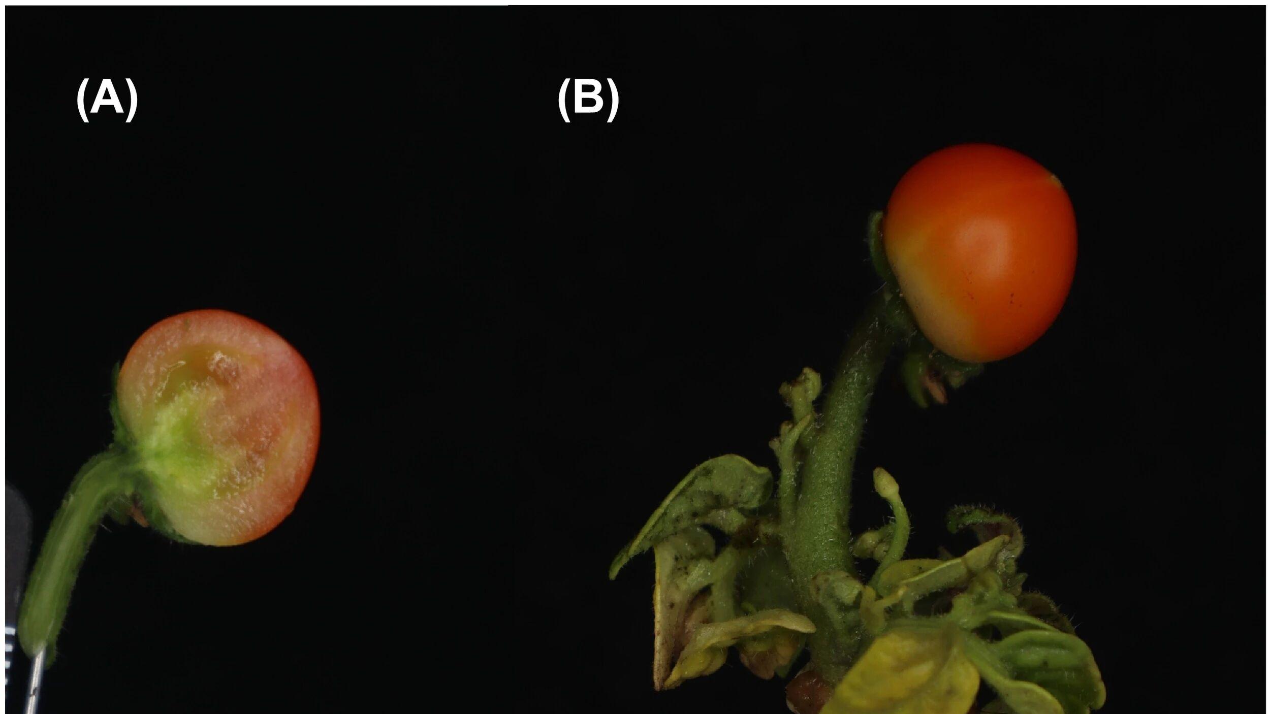 未来的水果，可能不用“种”出来